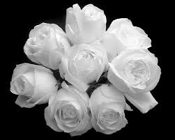 white roses flowers bouquet