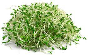 alfalfa alfalfa gr supplement