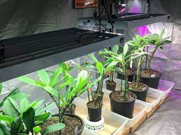 My New Basement Greenhouse Pictures