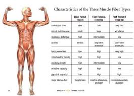 Everything You Need To Know About Muscle Elite Sports