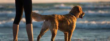 pet friendly things to do in outer banks