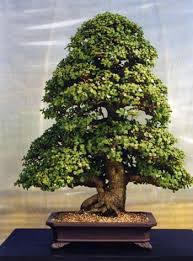 small leaf jade bonsai care and