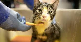 We receive a dog or cat that, for some reason, can't be immediately placed up for adoption. American Pets Alive 5 Reasons To Send Ringworm Pets To Foster And Adoptive Homes