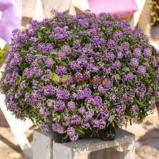 alyssum royal carpet seeds only for 0