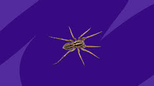 spider bite symptoms what are the