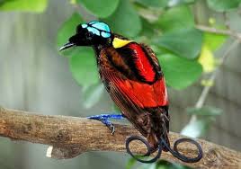 12 most beautiful colorful birds of the