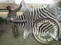 african crafts market zebra hides