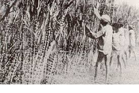 Image result for INDENTURED=SLAVE INDIAN images