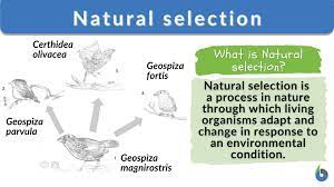 natural selection biology