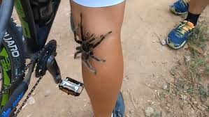 Image result for Tarantula crawling up leg