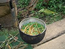 Image result for ayahuasca plant