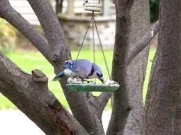 Where To Put Your Bird Feeder All