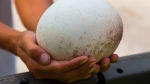 how ostrich eggs differ in nutrition
