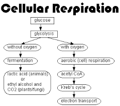 Cellular Respiration Study Guides Biology Classroom