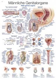 Chart Male Genital Organs 50x70cm