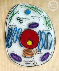 General structure of an animal cell plasma membrane. How To Create 3d Plant Cell And Animal Cell Models For Science Class Owlcation