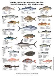 Mediterranean Sea Fish Poster