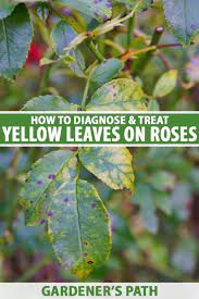 rose leaves turn yellow