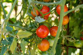 Total Tomato Growing Guide: How to Plant, Grow, and Harvest