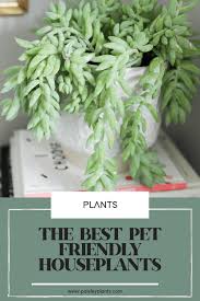 21 Indoor Plants Safe For Cats And Dogs