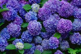 We did not find results for: Images Blue Violet Flowers Hydrangea