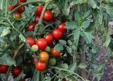 How can you tell a cherry tomato from a regular tomato?