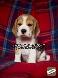 The beagle is an intelligent pack dog who loves the company of other dogs and people. Very Beautiful Quality Beagle Puppies For Sale In Bangalore Bangalore Zamroo