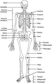 Skeleton Extra Credit Skeletal System Worksheet Human
