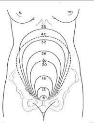 Uterus Size By Week Diagram Anyone Have It Ovarian Cyst