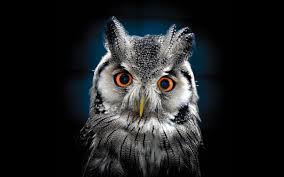 owl wallpaper best wallpaper hd for