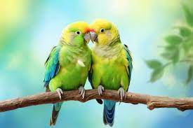 page 5 2 love birds images free
