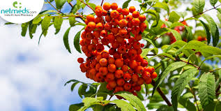 rowan berries health incentives uses