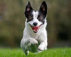 Image result for excited animal