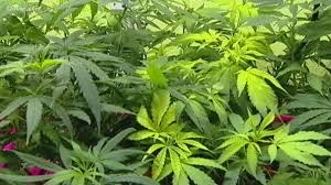 We did not find results for: Recreational Marijuana Is Legal In Arizona But There S Still No Way Legally To Get It At Least For Now 12news Com