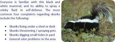 get rid of skunks under your shed