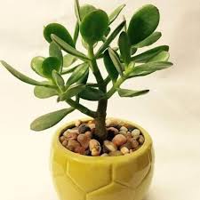 crula ovata jade plant small leaf