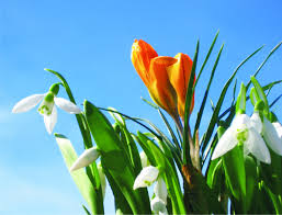 Avatare de 1 Martie - Poze cu flori de primavara si snur de martisor pentru messenger - codRosu.ro