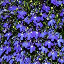 lobelia cambridge blue 40 plug plants