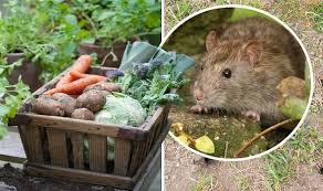 Key Signs You Have Rats In Your Garden
