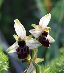 Ophrys exaltata - Wikipedia, la enciclopedia libre
