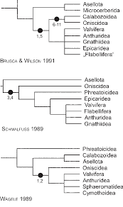 PDF] Phylogeny of the Terrestrial Isopoda ( Oniscidea ) : a Review ...