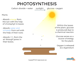 Photosynthesis Gifographic For Kids
