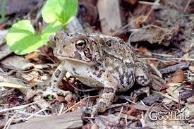 attract frogs and toads to your garden