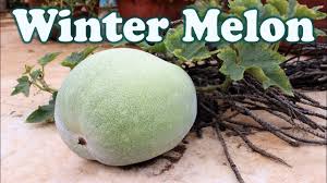 Each variety takes a different amount of time to brew, depending on how strong or weak a flavor is desired by the consumer. Winter Melon Ash Gourd A Surprise In Terrace Garden Youtube