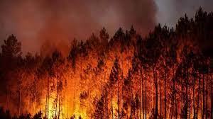 Un nouvel incendie détruit 150 ha de pins dans les Landes, une quinzaine  d'évacuations