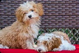 What Is A Havapoo The Havanese Miniature Poodle Mix All