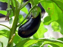 Eggplant Growing In Uganda