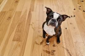 flooring options for homes with pets