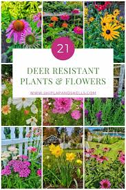 21 Deer Resistant Plants For The Garden