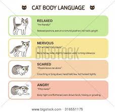 Feline Body Language Vector Photo Free Trial Bigstock